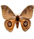 Saturniidae1