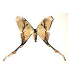 Saturniidae2