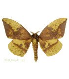 Saturniidae3