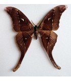 Saturniidae4