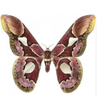 Saturniidae5