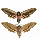 Sphingidae