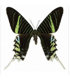 Uraniidae