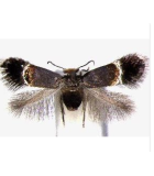Geometridae
