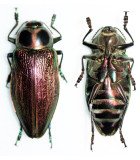 Buprestidae