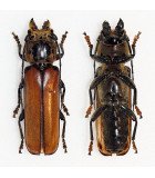 Cerambycidae