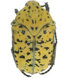 Cetoniidae