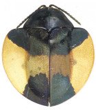 Chrysomelidae