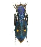 Cinciddelidae