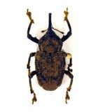Curculionidae