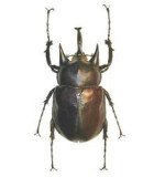 Dynastes