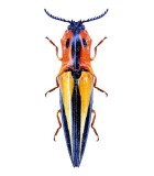 Elateridae