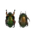 Rutilidae