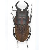 Lucanidae