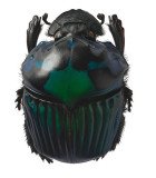 Scarabaeidae