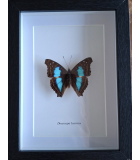 Framed butterfly