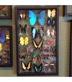 Framed Mixed Butterflies