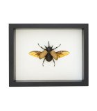 Framed Insect (Single)