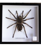 Framed Insects Arthropods