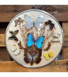 Framed mixed butterflies round