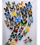 Framed combined butterflies