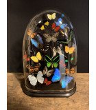 Framed Ornamental butterflies